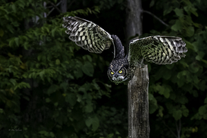 11013 Great Horned Owl 