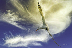 11018 Common Tern.  Sterna hirundo by John Gilsenan 
