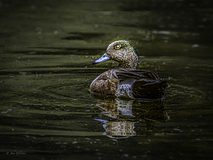 11022 American Widgeon by John Gilsenan 