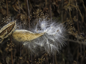 11054 Milkweed 2 by John Gilsenan