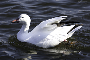 11063 Snow Goose   Anser caerulescens 