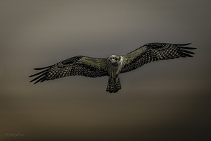 11075 Osprey at Altitude