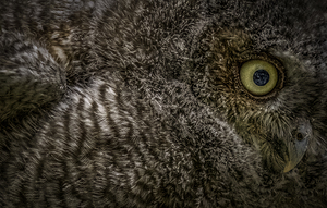 11212 Eastern Screech Owlet. Megascops asio  by John Gilsenan