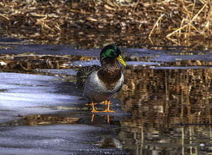 11228 Mallard duck 