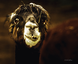 11270 Alpaca 2989 by John Gilsenan
