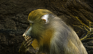 11275 Mandrill Monkey Pensive by John Gilsenan 