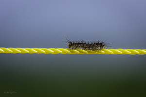 11278 Walking the Line