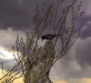 11280 Common Grackle by John Gilsenan