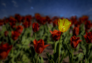 11283 Tulips Sur la Montange by John Gilsenan