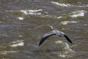 11307 Great Blue Heron  Ardea herodias