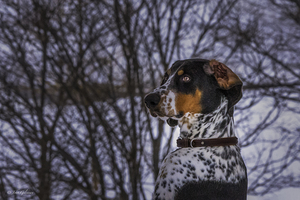 11314 German Shorthaired pointer by John Gilsenan 