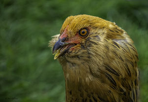 11315 A Real Cobra Chicken by John Gilsenan 