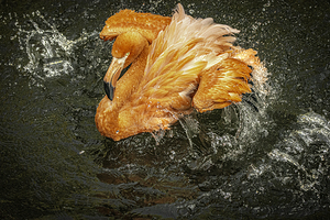11324 Caribbean Flamingo by John Gilsenan