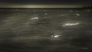 11361 Un Cygne Muet sur le Lac