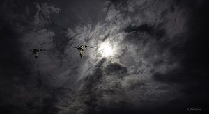 11433 Mallards in Flight by John Gilsenan 