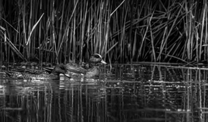 11434 American Widgeon