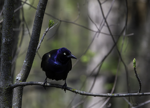11440 Common Grackle
