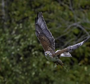11444 Gyrfalcon Falco  Falco rusticolus by John Gilsenan