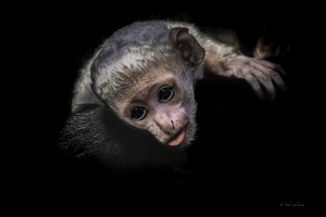 11451 Guereza Monkey New born  by John Gilsenan