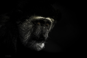 11456 Guereza Monkey by John Gilsenan