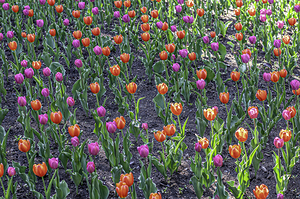 11460 Tulips 2 by John Gilsenan