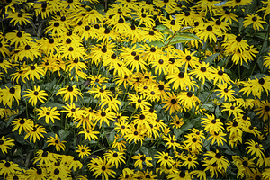 11461 Black Eyed Suzannes