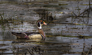 11465 Wood Duck by John Gilsenan 