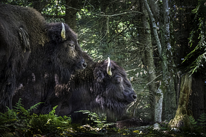 11471 A Pair of Bison In the Parc