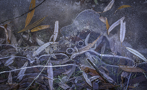 11480 Leaves Foiliage by John Gilsenan