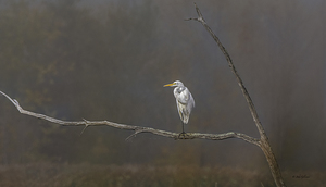 11481 Great Egret Ardea alba by John Gilsenan
