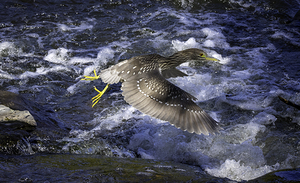 11493 Black Crowned Night Heron