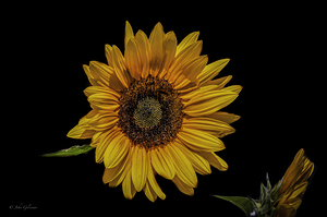 10776 Common Suflower 