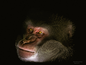 10878 Japanese Macaque Cercopithecidae 