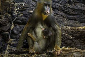 11532 Mandrill Monkey by John Gilsenan 