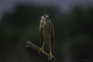 11521 Black Crowned night Heron
