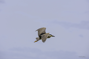 11520 Blk Crowned Night Heron