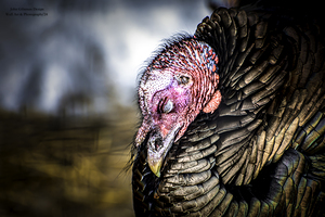 10937 Turkey vulture Cathartes aura 3