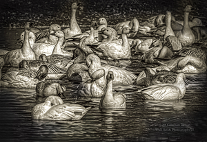 11353  Snow Geese 