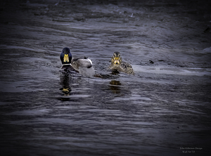 11529 Mallards Face a Face by John Gilsenan 