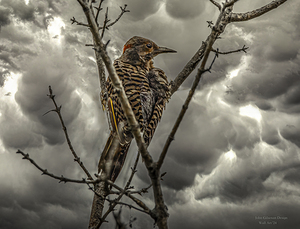 10697 Northern Flicker Colaptes auratus