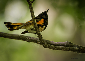 11563 American Redstart      Setophaga rutcilla 