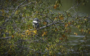 11538 Belted Kinffisher