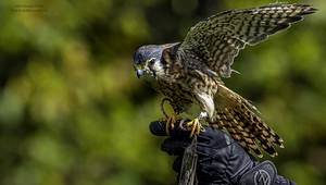 11569 American Kestral Falco sparverius