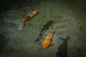 11518 KOI Fish by John Gilsenan 