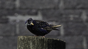 11564 European Starling
