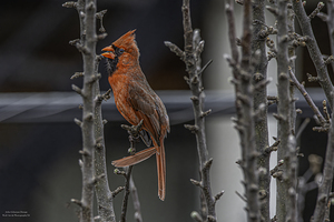 11579 Northern Cardinal Cardinalis cardinalis