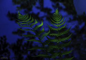 10665 Hay Scented Dancing