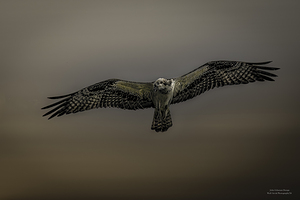 11075 Osprey at Altitude