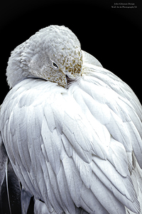 10906 Snow Goose Anser caerulescensî