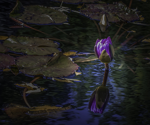 11467 Water Lily 5 by John Gilsenan